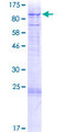 ZFAND4 / ANUBL1 Protein - 12.5% SDS-PAGE of human ZFAND4 stained with Coomassie Blue