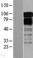 ZFPL1 Protein - Western validation with an anti-DDK antibody * L: Control HEK293 lysate R: Over-expression lysate