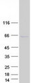 ZFYVE19 Protein - Purified recombinant protein ZFYVE19 was analyzed by SDS-PAGE gel and Coomassie Blue Staining