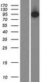 ZIMP7 / ZMIZ2 Protein - Western validation with an anti-DDK antibody * L: Control HEK293 lysate R: Over-expression lysate