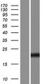 ZMAT4 Protein - Western validation with an anti-DDK antibody * L: Control HEK293 lysate R: Over-expression lysate