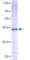 ZMAT4 Protein - 12.5% SDS-PAGE of human ZMAT4 stained with Coomassie Blue