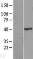 ZNF114 Protein - Western validation with an anti-DDK antibody * L: Control HEK293 lysate R: Over-expression lysate