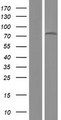 ZNF12 Protein - Western validation with an anti-DDK antibody * L: Control HEK293 lysate R: Over-expression lysate