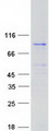 ZNF131 Protein - Purified recombinant protein ZNF131 was analyzed by SDS-PAGE gel and Coomassie Blue Staining