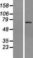 ZNF133 Protein - Western validation with an anti-DDK antibody * L: Control HEK293 lysate R: Over-expression lysate