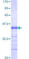 ZNF133 Protein - 12.5% SDS-PAGE Stained with Coomassie Blue.