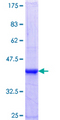 ZNF137 Protein - 12.5% SDS-PAGE Stained with Coomassie Blue.