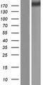 ZNF142 Protein - Western validation with an anti-DDK antibody * L: Control HEK293 lysate R: Over-expression lysate