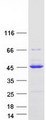 ZNF167 Protein - Purified recombinant protein ZKSCAN7 was analyzed by SDS-PAGE gel and Coomassie Blue Staining