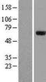 ZNF18 Protein - Western validation with an anti-DDK antibody * L: Control HEK293 lysate R: Over-expression lysate