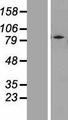 ZNF180 Protein - Western validation with an anti-DDK antibody * L: Control HEK293 lysate R: Over-expression lysate