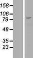 ZNF184 Protein - Western validation with an anti-DDK antibody * L: Control HEK293 lysate R: Over-expression lysate