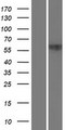 ZNF20 Protein - Western validation with an anti-DDK antibody * L: Control HEK293 lysate R: Over-expression lysate
