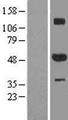 ZNF213 Protein - Western validation with an anti-DDK antibody * L: Control HEK293 lysate R: Over-expression lysate