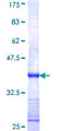 ZNF214 Protein - 12.5% SDS-PAGE Stained with Coomassie Blue.