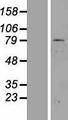 ZNF225 Protein - Western validation with an anti-DDK antibody * L: Control HEK293 lysate R: Over-expression lysate
