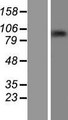 ZNF226 Protein - Western validation with an anti-DDK antibody * L: Control HEK293 lysate R: Over-expression lysate