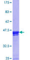 ZNF23 Protein - 12.5% SDS-PAGE Stained with Coomassie Blue.