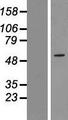 ZNF230 Protein - Western validation with an anti-DDK antibody * L: Control HEK293 lysate R: Over-expression lysate