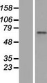 ZNF317 Protein - Western validation with an anti-DDK antibody * L: Control HEK293 lysate R: Over-expression lysate