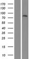 ZNF319 Protein - Western validation with an anti-DDK antibody * L: Control HEK293 lysate R: Over-expression lysate