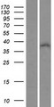 ZNF32 Protein - Western validation with an anti-DDK antibody * L: Control HEK293 lysate R: Over-expression lysate
