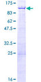 ZNF326 / Zfp326 Protein - 12.5% SDS-PAGE of human ZNF326 stained with Coomassie Blue