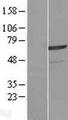 ZNF329 Protein - Western validation with an anti-DDK antibody * L: Control HEK293 lysate R: Over-expression lysate