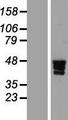 ZNF362 Protein - Western validation with an anti-DDK antibody * L: Control HEK293 lysate R: Over-expression lysate