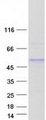 ZNF362 Protein - Purified recombinant protein ZNF362 was analyzed by SDS-PAGE gel and Coomassie Blue Staining