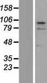 ZNF366 Protein - Western validation with an anti-DDK antibody * L: Control HEK293 lysate R: Over-expression lysate