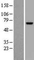 ZNF394 Protein - Western validation with an anti-DDK antibody * L: Control HEK293 lysate R: Over-expression lysate