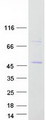 ZNF435 / ZSCAN16 Protein - Purified recombinant protein ZSCAN16 was analyzed by SDS-PAGE gel and Coomassie Blue Staining