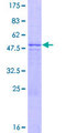 ZNF486 Protein - 12.5% SDS-PAGE of human ZNF486 stained with Coomassie Blue