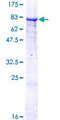 ZNF490 Protein - 12.5% SDS-PAGE of human ZNF490 stained with Coomassie Blue