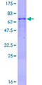 ZNF514 Protein - 12.5% SDS-PAGE of human ZNF514 stained with Coomassie Blue