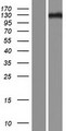 ZNF516 Protein - Western validation with an anti-DDK antibody * L: Control HEK293 lysate R: Over-expression lysate