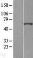 ZNF529 Protein - Western validation with an anti-DDK antibody * L: Control HEK293 lysate R: Over-expression lysate