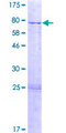 ZNF529 Protein - 12.5% SDS-PAGE of human ZNF529 stained with Coomassie Blue