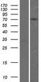ZNF555 Protein - Western validation with an anti-DDK antibody * L: Control HEK293 lysate R: Over-expression lysate