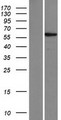 ZNF565 Protein - Western validation with an anti-DDK antibody * L: Control HEK293 lysate R: Over-expression lysate