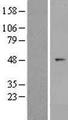 ZNF566 Protein - Western validation with an anti-DDK antibody * L: Control HEK293 lysate R: Over-expression lysate