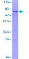 ZNF566 Protein - 12.5% SDS-PAGE of human ZNF566 stained with Coomassie Blue