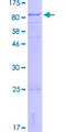 ZNF567 Protein - 12.5% SDS-PAGE of human ZNF567 stained with Coomassie Blue