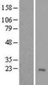 ZNF576 Protein - Western validation with an anti-DDK antibody * L: Control HEK293 lysate R: Over-expression lysate