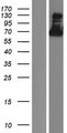 ZNF579 Protein - Western validation with an anti-DDK antibody * L: Control HEK293 lysate R: Over-expression lysate