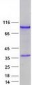 ZNF579 Protein - Purified recombinant protein ZNF579 was analyzed by SDS-PAGE gel and Coomassie Blue Staining