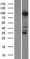 ZNF598 Protein - Western validation with an anti-DDK antibody * L: Control HEK293 lysate R: Over-expression lysate