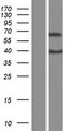 ZNF648 Protein - Western validation with an anti-DDK antibody * L: Control HEK293 lysate R: Over-expression lysate